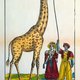 Zarafa zorgde in negentiende-eeuws Frankrijk voor een ware giraffengekte