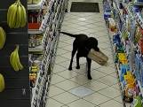 Kwispelende honden stelen brood in Engels benzinestation