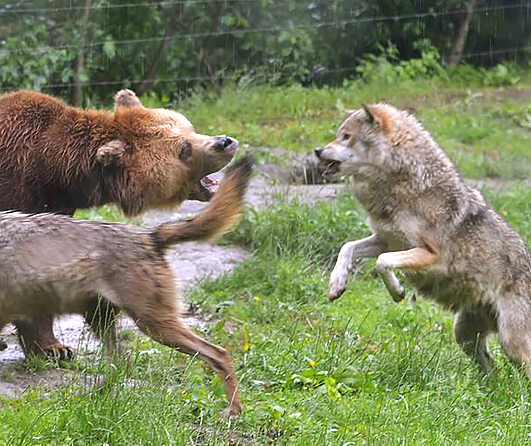 Wolven en beren leven niet in