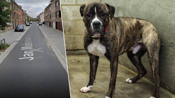 Hond van Bart aangevallen door loslopende stafford: “Wonden waren zo diep dat er nietjes in moesten”