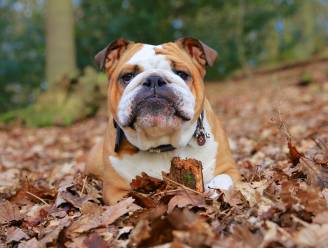 Bulldog verscheurt poedel in Brabant, baasje ontkent maar is zwáár de pineut
