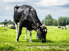 Na halve eeuw hebben boeren en natuurbeschermers finish in zicht voor extra natuurgraslanden