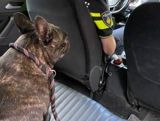 Hond ‘gearresteerd’ wegens veroorzaken verkeersongeluk, moet mee in de politiewagen