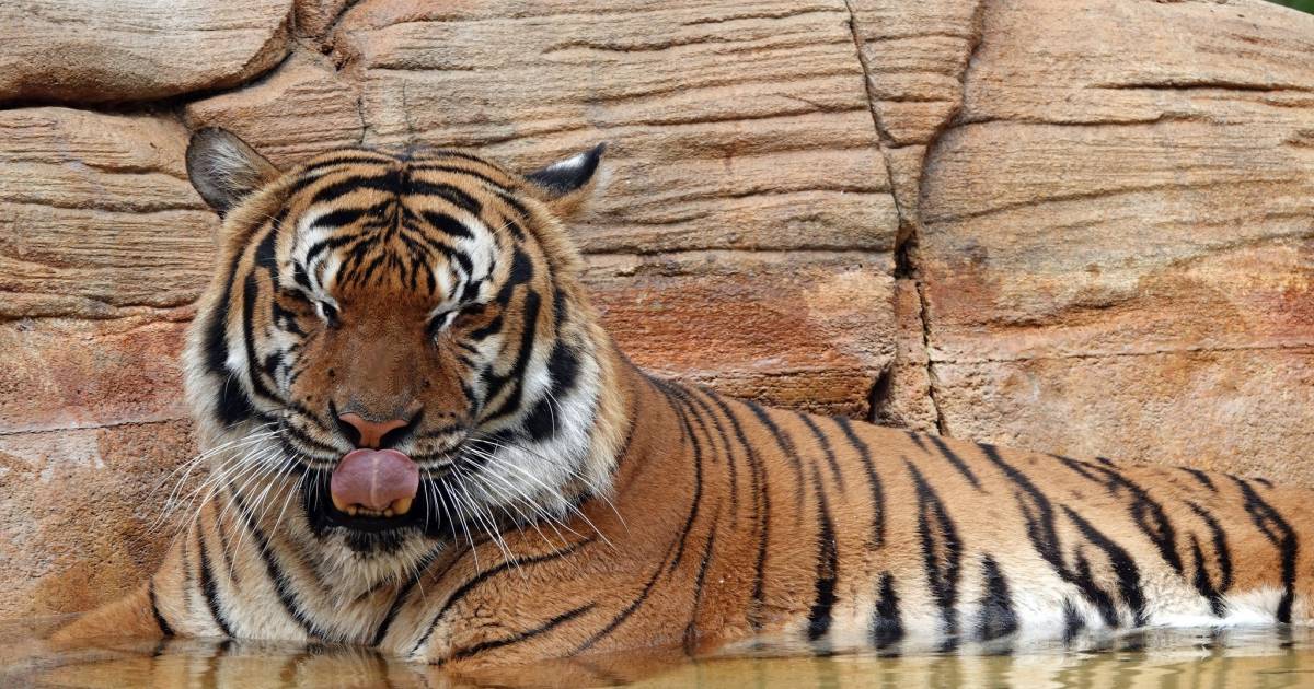 lucht Tram Stoel Zeldzame tijger doodgeschoten in Amerikaanse zoo nadat dier schoonmaker in  de arm bijt | Dieren | hln.be