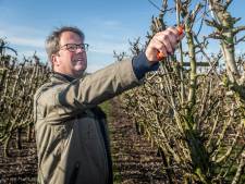 Geen DAF-trucks meer naar Rusland en weinig geld voor Helmondse appels; Zuidoost-Brabant worstelt met sancties