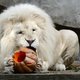 Verzorgster Duitse dierentuin gewond na aanval leeuw