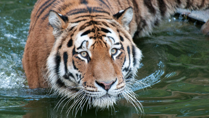 Sauver Les Animaux En Voie De Disparition Avec 62 Milliards