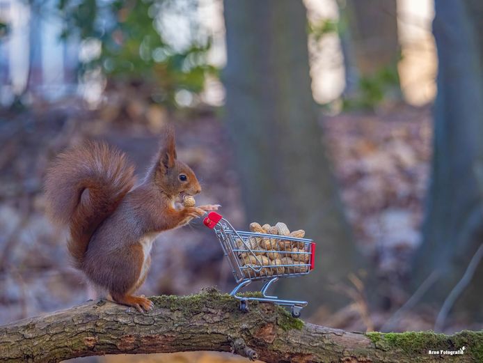 Arne Moons uit Lille is gepassioneerd door alles wat met natuur te maken heeft.