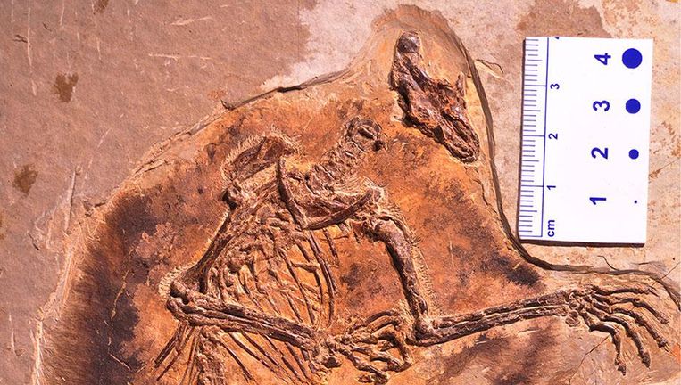Het fossiel van het zwevende zoogdier Maiopatagium furculiferu Beeld Zhe-Xi Luo, Universiteit van Chicago