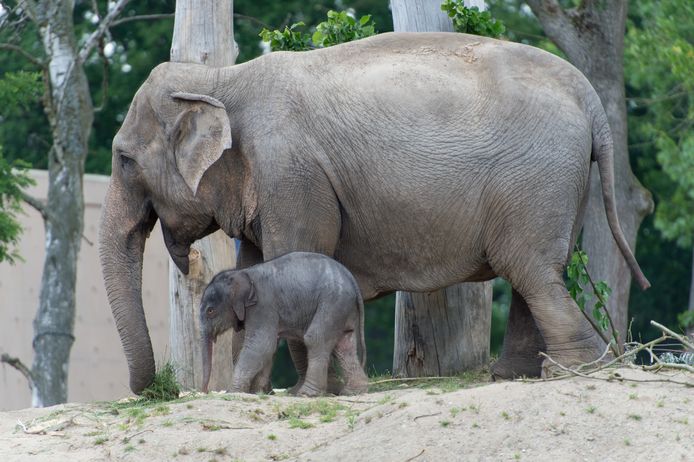 De eerste stapjes van olifant Qiyo, kort na haar geboorte in 2015.