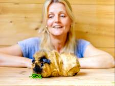 Joyce (43) vangt al 20 jaar cavia’s op: ‘Ik herken alle 32 verschillende geluidjes van een cavia’
