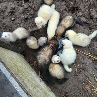 How Nico (68) catches rats with his ferrets: ‘I don’t do crawl spaces’