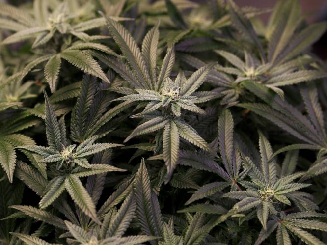 Trio betrokken bij cannabisplantage: 762 cannabisplanten
