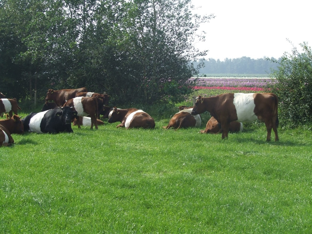 'Lakenvelders zijn levend erfgoed' | Foto | destentor.nl