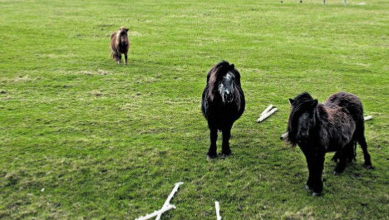 Heerhugowaard, de locatie waar het nieuwe Medisch Centrum Alkmaar moet komen, staan nu nog drie Shetland pony's. Foto: Olaf Kraak Beeld 