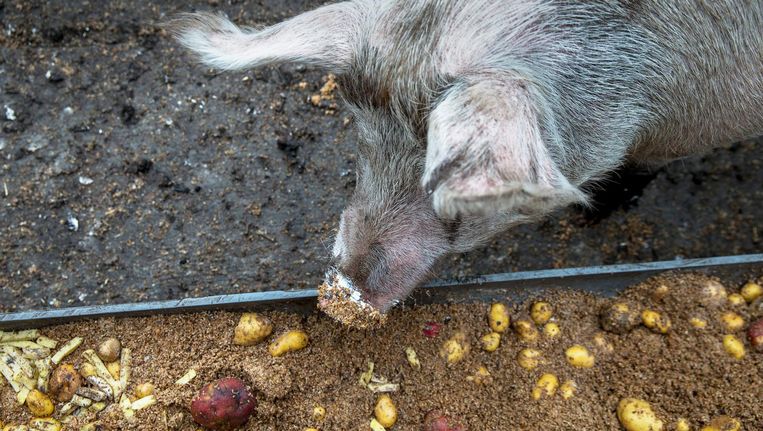 Dirk Koolen van boerderij De Herkomst haalt voor de varkens op zijn bedrijf wekelijks 260 kilo restproducten uit de stad zoals aardappelen, diepvriesfrites en bierbostel. Beeld Jean-Pierre Jans