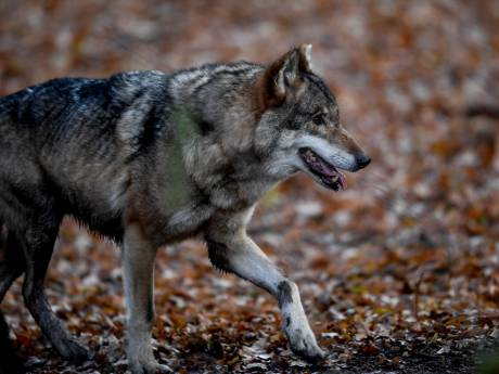 Wolvin op Veluwe heeft mannetje in haar buurt: ‘Grote kans op welpjes’