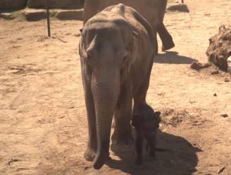 Planckendael verliest tweede olifant in één week tijd: mama Kai-Mook moet uit lijden verlost worden, jong Tarzen blijft alleen achter