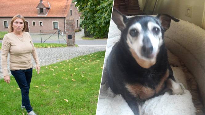 Petra zoekt al bijna half jaar naar gestolen hondje Gipsy: “Het is ondragelijk dat ik niet weet waar ze is”