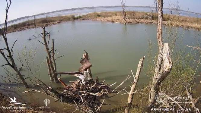 De visarend is al terug in de Biesbosch: vroegste aankomstdatum ooit