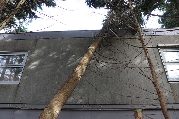 De boom viel tegen de zijkant van het noodgebouw van basisschool Octant Beatrix in Pijnacker.