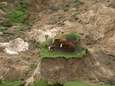 En nu? Drie koeien zitten vast op klein stukje gras na aardbeving in Nieuw-Zeeland