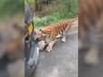 Un tigre tire une voiture pleine de touristes en Inde
