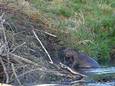 Bever bij burcht.