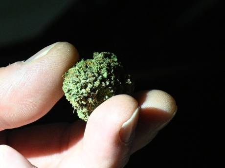 Un rapport sur le cannabis passe sans majorité flamande au Sénat: “Un nouveau cadre juridique”