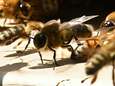 Une IA permet de communiquer avec les abeilles, ce qui inquiète les scientifiques