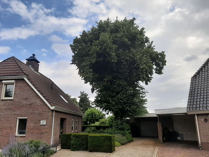 Deze honderdjarige, monumentale lindeboom aan de Berkenboog in Geffen wordt gekapt.