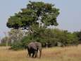 Oorzaak olifantensterfte Botswana blijft raadsel