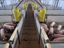 Varkensboeren Arie en Gert van Dam: ‘Vlees is goed voor het klimaat’