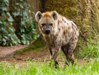 Hyena ontsnapt door een omgevallen boom in Beekse Bergen, bezoekers moeten schuilen