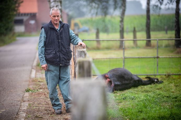 Boer Bart Smeets uit Meeuwen vernam zondagochtend van zijn buur dat één van zijn koeien werd doodgebeten.