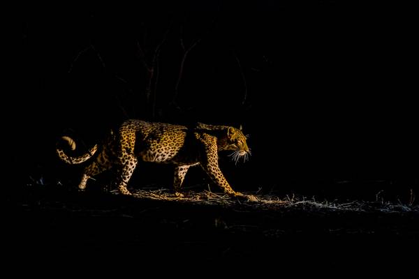 Mammals