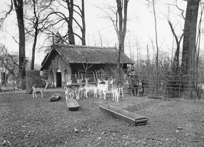 De damherten met oppasser voor het nachtverblijf, circa 1898.