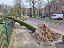 80 bomen in gemeente Renkum overleefden Eunice niet; ook in Arnhem vier ‘joekels’ ontworteld