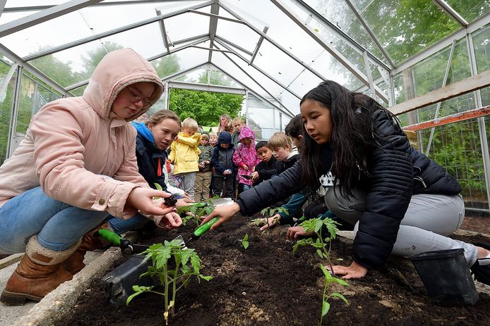 Leerlingen van Zilverlinde in de groentekas op het schoolplein. Foto uit 2018.