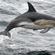 Seksueel gefrustreerde dolfijn terroriseert Frans strand