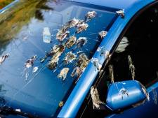 Voici l’astuce pour enlever facilement les fientes d’oiseau sur votre voiture (et pourquoi il faut le faire)