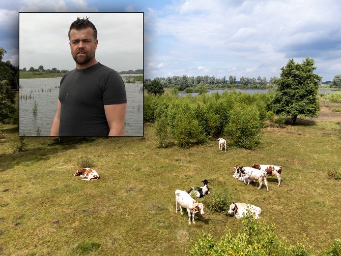 De stieren van boer Jacob van Emst (inzet) vermaken zich prima in de ondergelopen uiterwaarden van de IJssel bij Hattem