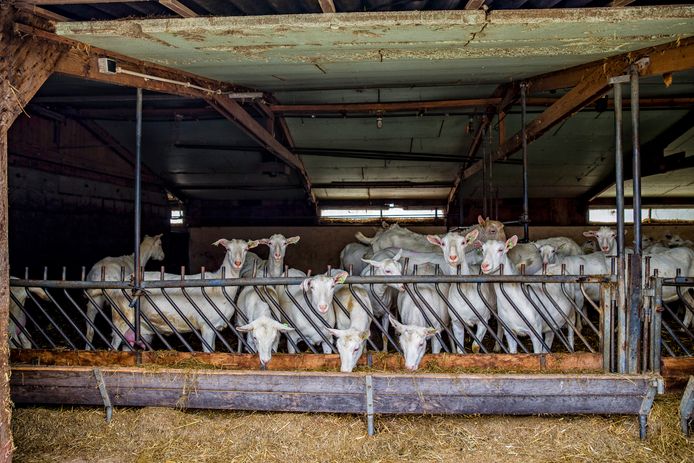 De geitenboerderij van de familie Stigter uit Linschoten is één van de boerderijen die is aangesloten bij het project 'Boerderij in de kijker'.