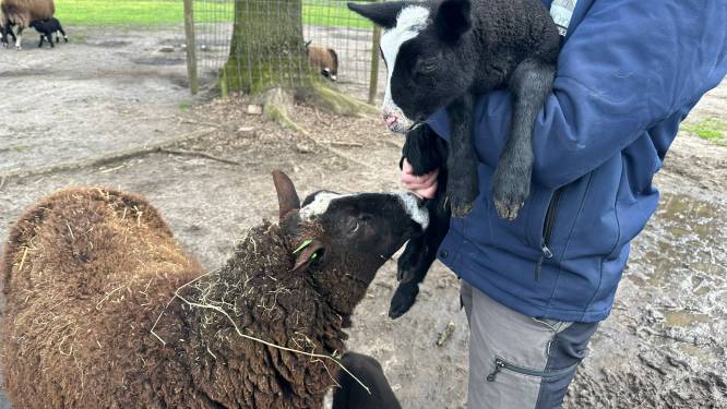 Hoera! Eerste lammetjes geboren bij kinderboerderij in Enschede