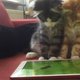 Muizen vangen is niet voor de poes!