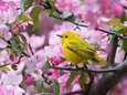 Absoluut dramatisch: op 50 jaar tijd drie miljard vogels verdwenen in Noord-Amerika (en is het in België ook zo erg?)