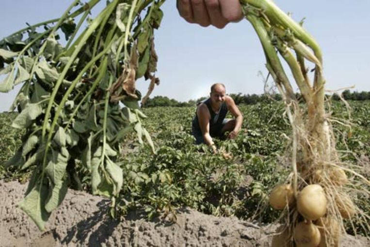 Een landbouwer uit Doetinchem heeft net als veel andere Nederlandse boeren en tuinders last van de aanhoudende droogte, waardoor een groot gedeelte van de gewassen verloren zal gaan Vooral in het oosten van het land is het droog. In juni viel hier op verschillende plaatsen nog geen 10 millimeter. (ANP) Beeld 