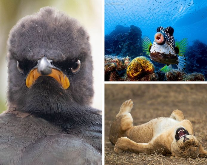 Les Animaux Les Plus Droles Du Comedy Wildlife Photography Awards 21 Video 7sur7 Be
