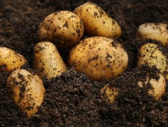 Ook landbouwers zien af van nat voorjaar: aardappelteelt loopt vertraging op 