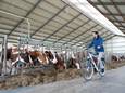 Vorig jaar konden bezoekers door boerderij Mariahoeve in Oxe heen fietsen tijdens Hemelvaart.